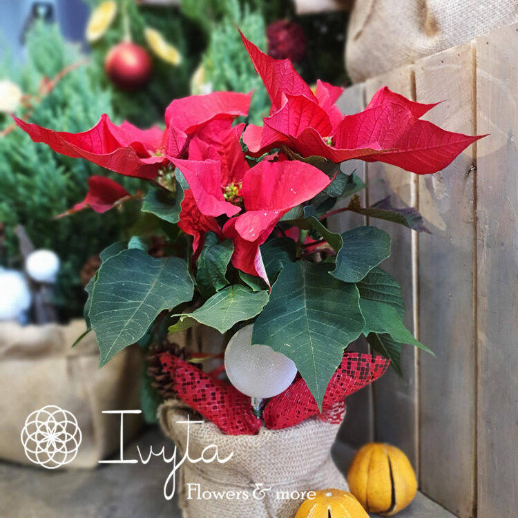 Cây Trạng Nguyên