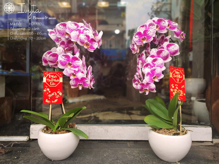 Lan Hồ Điệp