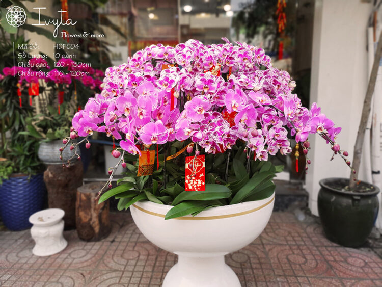 Lan Hồ Điệp