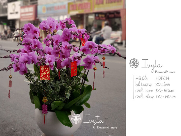 Lan Hồ Điệp