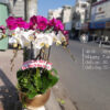 Lan Hồ Điệp