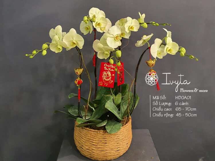 Lan Hồ Điệp