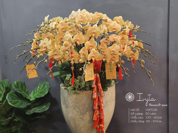 Lan Hồ Điệp
