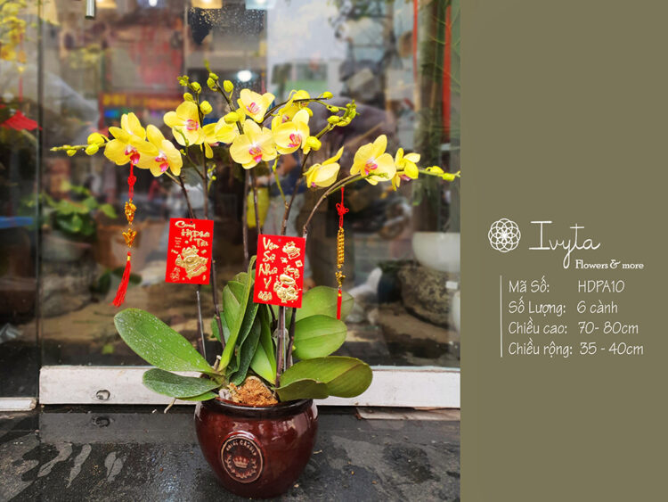 Lan Hồ Điệp