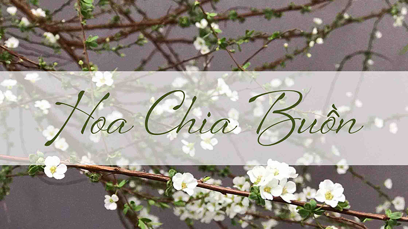Hoa Tang - Chia Buồn