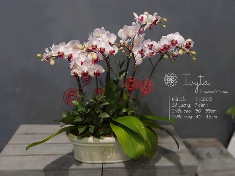 Tiểu Hồ Điệp