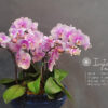Tiểu Hồ Điệp
