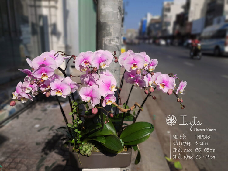 Tiểu Hồ Điệp