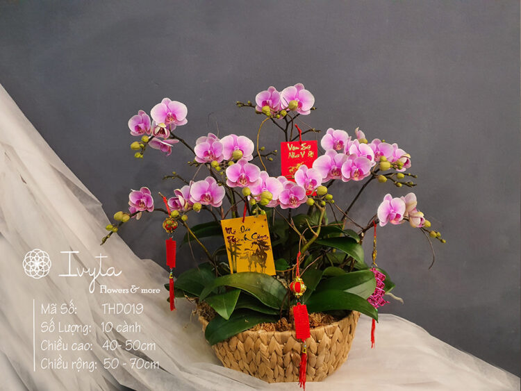Tiểu Hồ Điệp