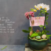 Tiểu Hồ Điệp