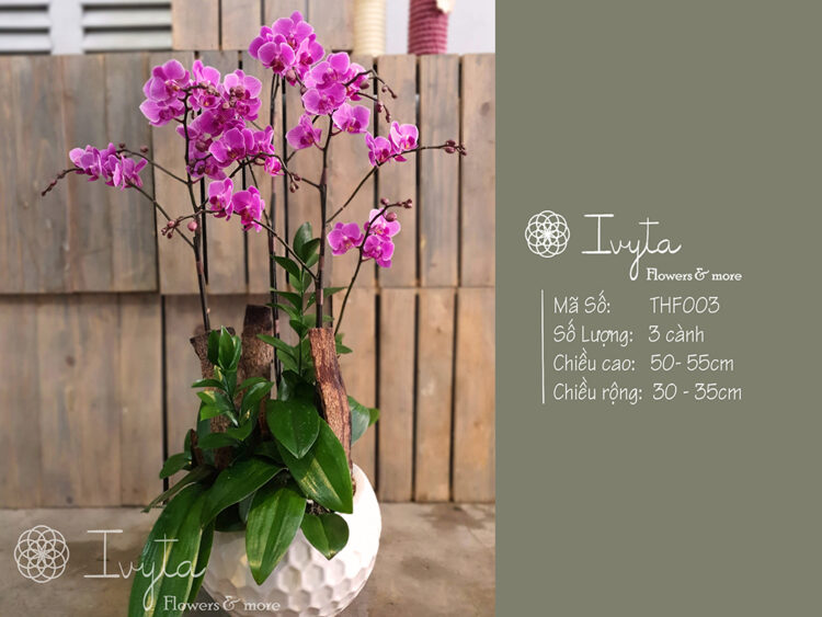 Tiểu Hồ Điệp