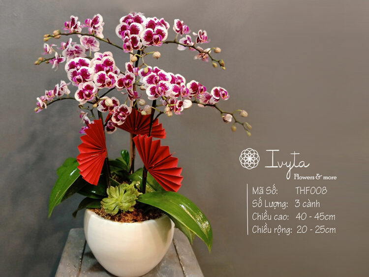 Tiểu Hồ Điệp