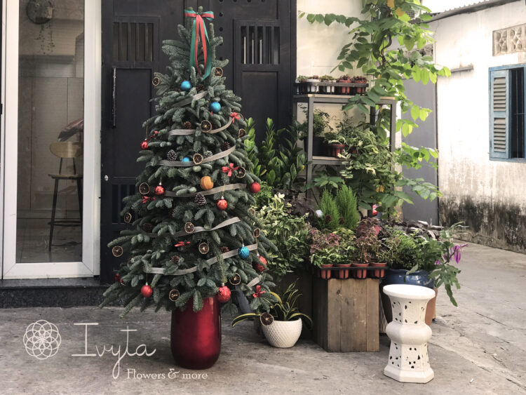 Cây Thông Noel Tươi NOEL010