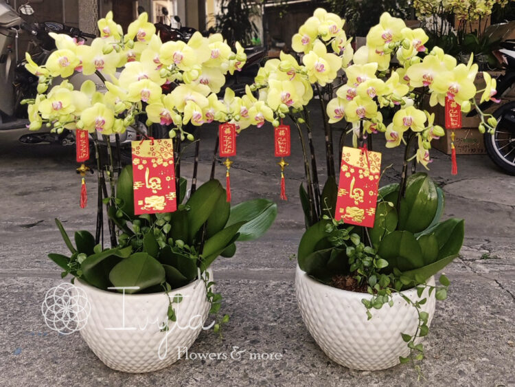 Lan Hồ Điệp