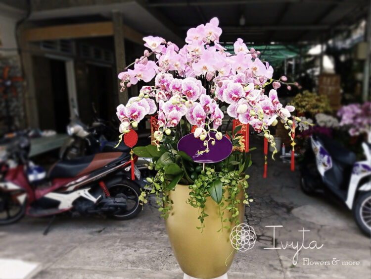 Lan Hồ Điệp