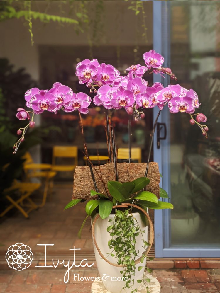 Chậu Lan Hồ Điệp  LHD0003
