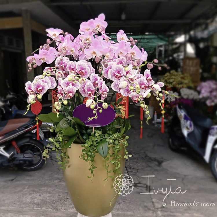 Chậu Lan Hồ Điệp  HDFC16