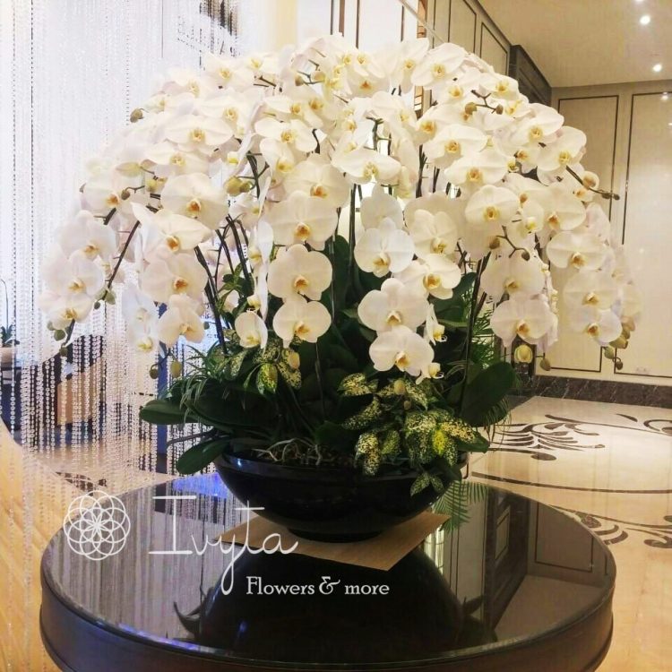 Chậu Lan Hồ Điệp  HDR50001