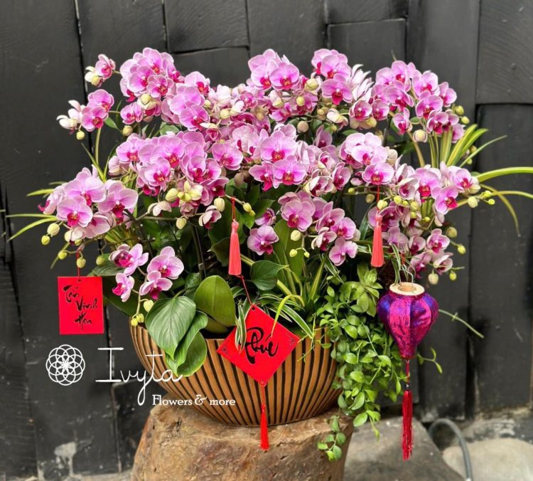 Chậu Lan Hồ Điệp 14