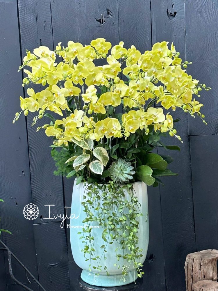 Chậu Lan Hồ Điệp 12
