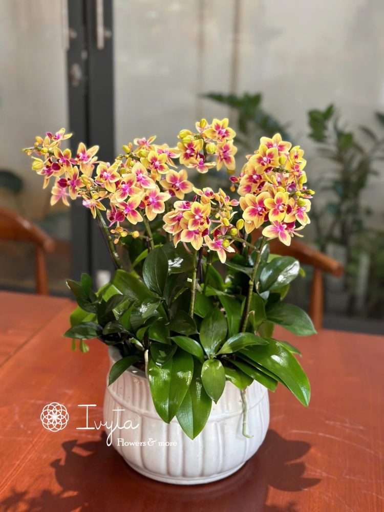Chậu Lan Hồ Điệp 07