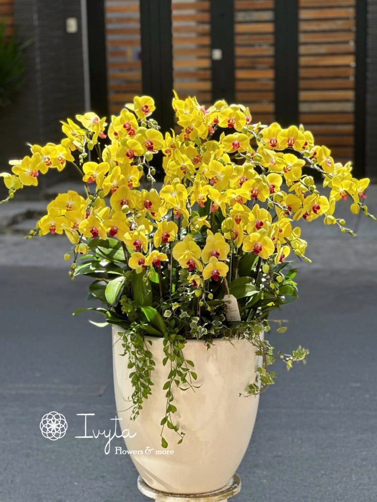 Chậu Lan Hồ Điệp 05