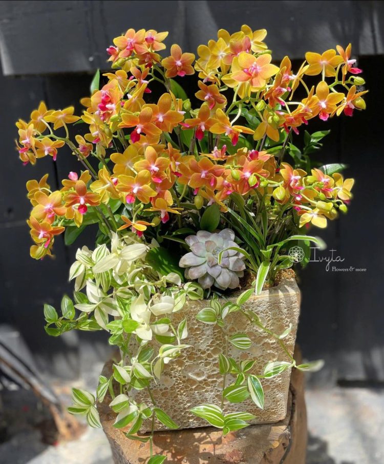 Chậu Lan Hồ Điệp 05