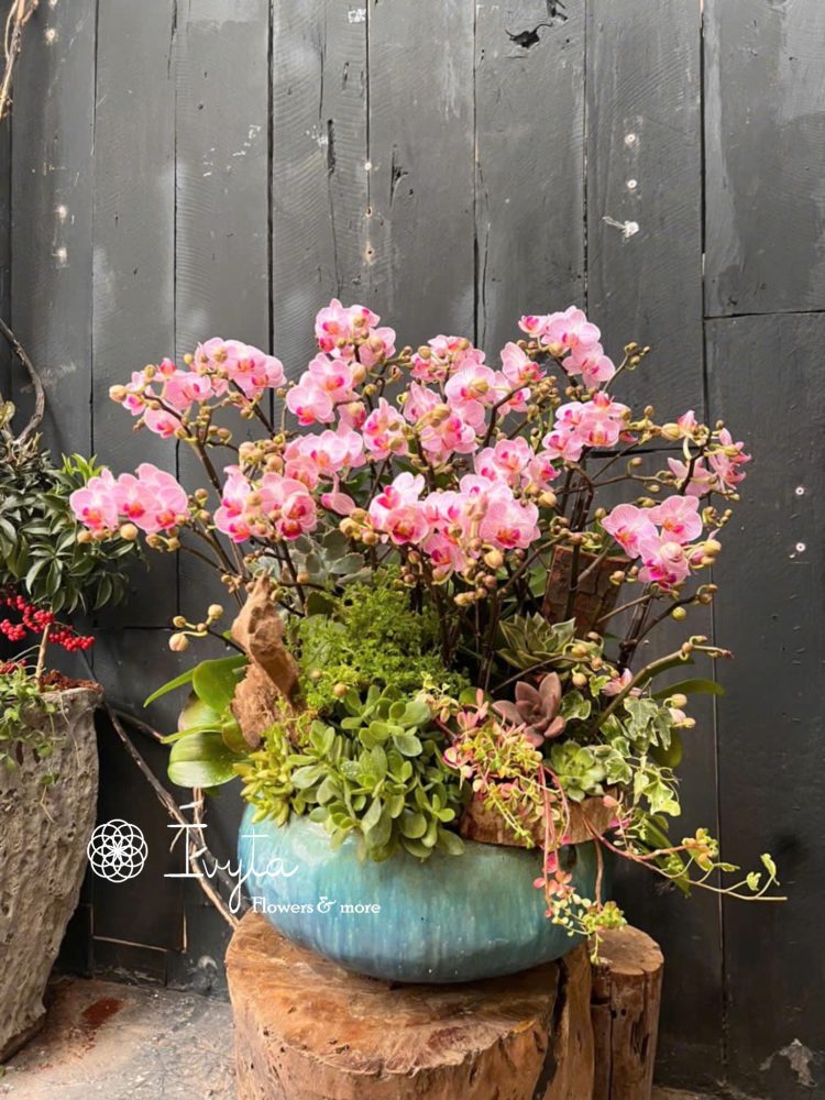 Chậu Lan Hồ Điệp 03